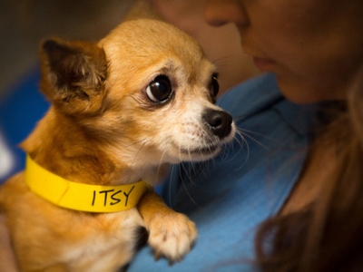 Itsy | Rita's Angel Fund | OK Humane